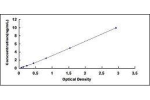 Lysyl Oxidase-Like 2 (LOXL2) ELISA Kit
