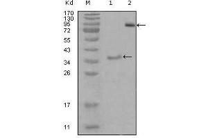 Western Blot showing EphA3 antibody used against truncated Trx-EphA3 recombinant protein (1) and truncated EphA3 (aa566-983)-hIgGFc transfected CHO-K1 cell lysate (2).