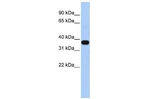 C1ORF166 antibody used at 1 ug/ml to detect target protein.
