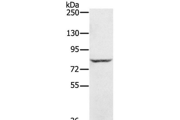 RNF43 Antikörper