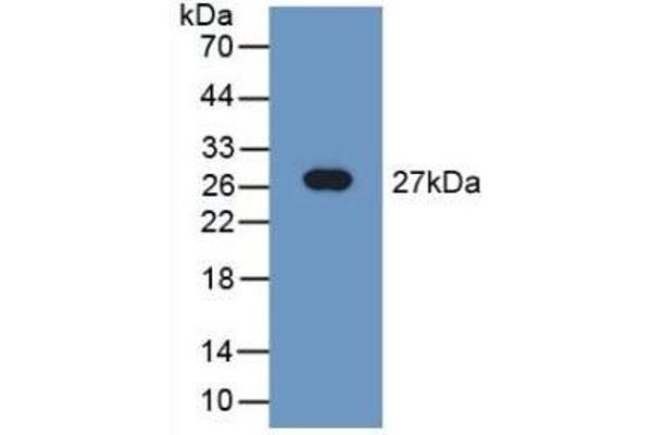 TUBD1 抗体  (AA 238-482)