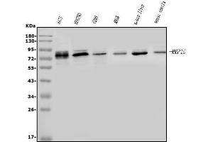 Western blot analysis of MT2-MMP/MMP15 using anti-MT2-MMP/MMP15 antibody (ABIN7599965).
