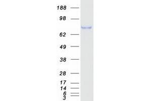 Validation with Western Blot (DAB1 Protein (Myc-DYKDDDDK Tag))