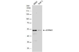 WB Image ATP5A1 antibody detects ATP5A1 protein by western blot analysis. (ATP5A1 antibody  (C-Term))