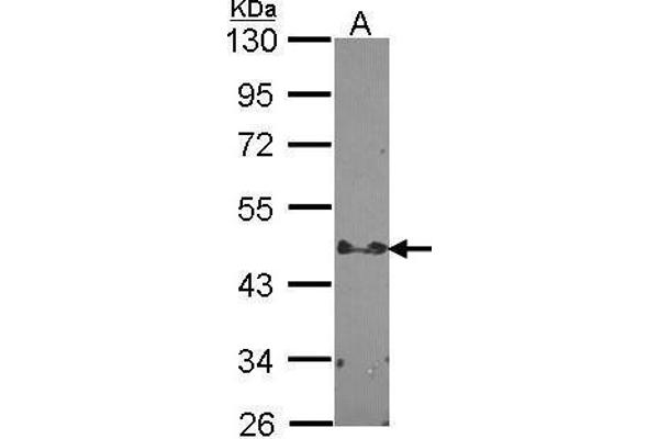 STAP2 antibody  (C-Term)