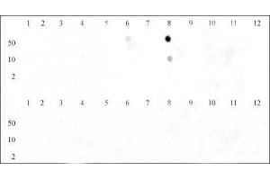 Dot blot of Histone H3 trimethyl Lys9 antibody. (Histone 3 antibody  (H3K9me3))