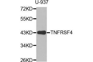 Western blot analysis of extracts of U-937 cell line, using TNFRSF4 antibody. (TNFRSF4 antibody  (AA 100-200))