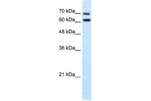 WB Suggested Anti-FAM55D Antibody Titration:  5. (FAM55D antibody  (C-Term))