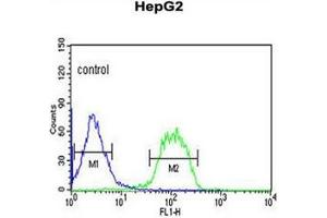 Flow cytometric analysis of HepG2 cells using FBXO3 Antibody (C-term) Cat. (F-Box Protein 3 antibody  (C-Term))