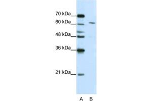 Western Blotting (WB) image for anti-Cleavage and Polyadenylation Specific Factor 6, 68kDa (CPSF6) antibody (ABIN2462234) (CPSF6 antibody)