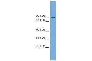 Western Blot showing MAPK7 antibody used at a concentration of 1-2 ug/ml to detect its target protein. (MAPK7 antibody  (Middle Region))
