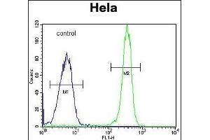 COL4A2 Antibody (N-term) (ABIN655401 and ABIN2844947) flow cytometric analysis of Hela cells (right histogram) compared to a negative control cell (left histogram). (COL4a2 antibody  (N-Term))