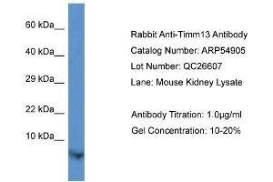 Western Blotting (WB) image for anti-Translocase of Inner Mitochondrial Membrane 13 Homolog (TIMM13) (N-Term) antibody (ABIN785713) (TIMM13 antibody  (N-Term))