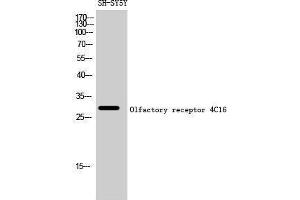 Western Blotting (WB) image for anti-Olfactory Receptor, Family 4, Subfamily C, Member 16 (OR4C16) (C-Term) antibody (ABIN3186090) (OR4C16 antibody  (C-Term))
