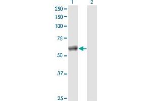 CALCOCO2 antibody  (AA 347-446)