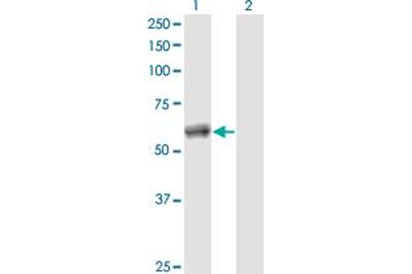 CALCOCO2 antibody  (AA 347-446)