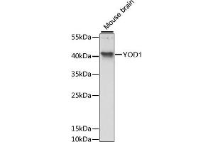 Western blot analysis of extracts of mouse brain, using YOD1 antibody (ABIN6133391, ABIN6150335, ABIN6150336 and ABIN6217204) at 1:3000 dilution. (YOD1 antibody  (AA 1-348))