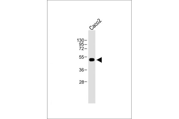 WTIP antibody  (AA 243-271)