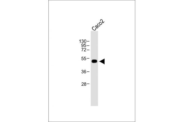 WTIP antibody  (AA 243-271)