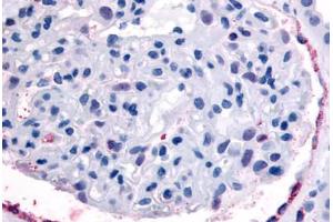 Anti-EPHA4 antibody  ABIN1048570 IHC staining of human kidney, glomerulus.