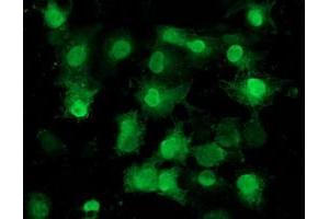 Anti-EIF1 mouse monoclonal antibody (ABIN2454530) immunofluorescent staining of COS7 cells transiently transfected by pCMV6-ENTRY EIF1 (RC201271). (EIF1 antibody)