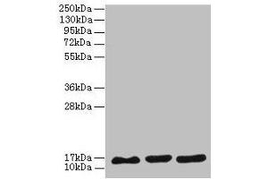 Western blot All lanes: SYNJ2BP antibody at 3 μg/mL Lane 1: MCF-7 whole cell lysate Lane 2: U251 whole cell lysate Lane 3: Caco-2 whole cell lysate Secondary Goat polyclonal to rabbit IgG at 1/10000 dilution Predicted band size: 16 kDa Observed band size: 16 kDa (SYNJ2BP antibody  (AA 1-117))