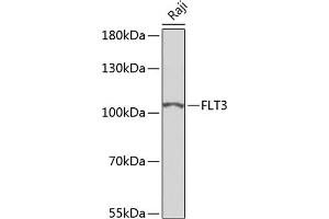 Western blot analysis of extracts of Raji cells, using FLT3 antibody (ABIN6131275, ABIN6140693, ABIN6140696 and ABIN6223885) at 1:500 dilution. (FLT3 antibody)