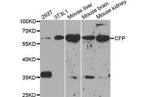 Western blot analysis of extracts of various cell lines, using CFP antibody (ABIN5973127) at 1/1000 dilution. (CFP antibody)