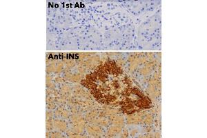 Immunohistochemistry (IHC) image for anti-Insulin (INS) antibody (ABIN6254161) (Insulin antibody)