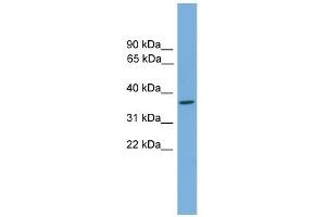 WB Suggested Anti-Gtf2h3 Antibody Titration: 0. (GTF2H3 antibody  (N-Term))