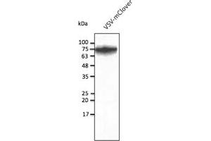Western Blotting (WB) image for anti-mClover Fluorescent Protein antibody (ABIN7273087) (mClover Fluorescent Protein antibody)