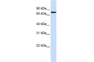 WB Suggested Anti-ZNF714 Antibody Titration:  0. (ZNF714 antibody  (N-Term))