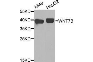 Western blot analysis of extracts of A549 and HepG2 cell lines, using WNT7B antibody. (WNT7B antibody)