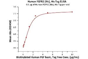Immobilized Human FGFR2 (IIIc), His Tag (ABIN6973068) at 5 μg/mL (100 μL/well) can bind Biotinylated Human FGF basic, Tag Free with a linear range of 0.