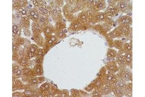 Mouse liver tissue was stained by anti-FXR (446-476) (Human, Mouse, Rat) Serum at 1:200 (NR1H4 antibody  (AA 446-476))