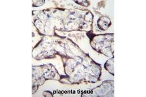 TGFBR2 Antibody (N-term) immunohistochemistry analysis in formalin fixed and paraffin embedded human placenta tissue followed by peroxidase conjugation of the secondary antibody and DAB staining. (TGFBR2 antibody  (N-Term))