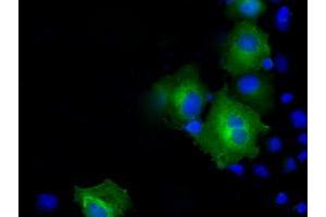Anti-PSMC3 mouse monoclonal antibody (ABIN2453531) immunofluorescent staining of COS7 cells transiently transfected by pCMV6-ENTRY PSMC3 (RC201790). (PSMC3 antibody)