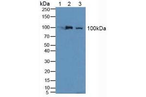 Western Blotting (WB) image for Nucleolin (NCL) ELISA Kit (ABIN6720585)