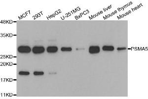 Western blot analysis of extracts of various cell lines, using PSMA5 antibody. (PSMA5 antibody)