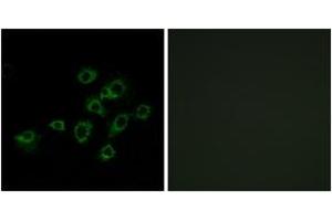 Immunofluorescence analysis of A549 cells, using LILRA1 Antibody. (LILRA1 antibody  (AA 53-102))