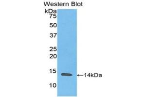 Western Blotting (WB) image for anti-Resistin (RETN) (AA 17-108) antibody (ABIN3201518)