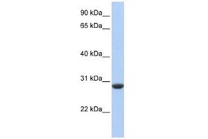 Claudin Domain Containing 1 antibody used at 1 ug/ml to detect target protein. (CLDND1 antibody  (Middle Region))