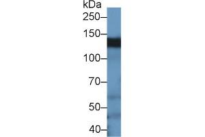BCAR1 antibody  (AA 1-240)