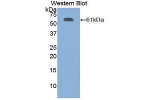 Western Blotting (WB) image for anti-Fibrillin 1 (FBN1) (AA 449-711) antibody (ABIN1858830) (Fibrillin 1 antibody  (AA 449-711))
