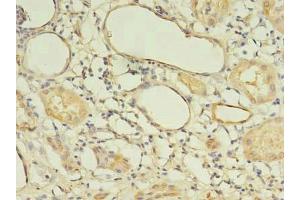Immunohistochemistry of paraffin-embedded human kidney tissue using ABIN7165754 at dilution of 1:100 (LIN37 antibody  (AA 1-246))