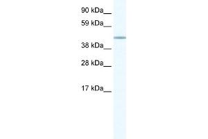 WB Suggested Anti-FOXD1 Antibody Titration:  1. (FOXD1 antibody  (N-Term))