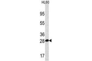 Image no. 2 for anti-Proteasome Subunit alpha 5 (PSMA5) (Middle Region) antibody (ABIN356946)