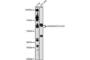 Western blot analysis of extracts of various cell lines, using K/MYST1/MOF antibody (ABIN1513118, ABIN3023215, ABIN3023216 and ABIN6219445) at 1:1000 dilution.