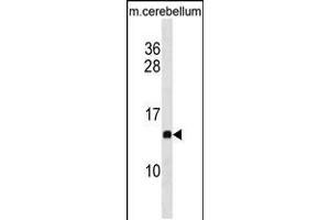 Western blot analysis in mouse cerebellum tissue lysates (35ug/lane). (PFDN2 antibody  (C-Term))
