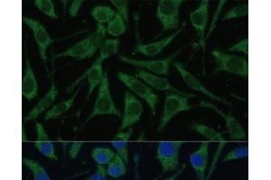 Immunofluorescence analysis of L929 cells using PHB2 Polyclonal Antibody at dilution of 1:100 (40x lens). (Prohibitin 2 antibody)